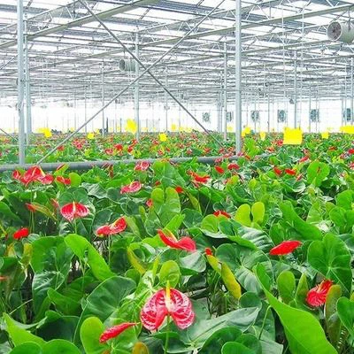 Glass Commercial Greenhouse