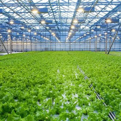 Glass Commercial Greenhouse