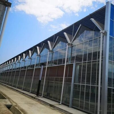 Venlo Style Greenhouse