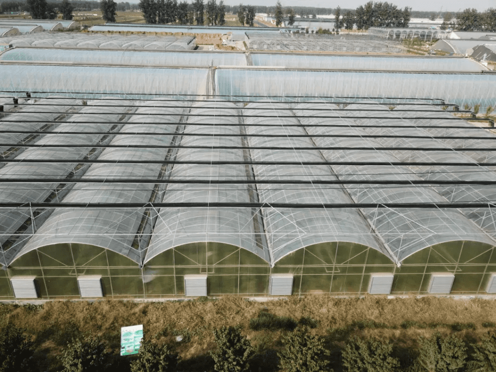 Pc Tomato Greenhouse